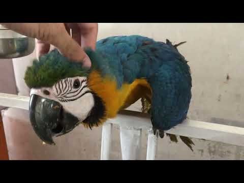 Macaw parrot