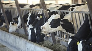 Cows pass gas "so they don’t explode," dairy industry reminds us