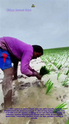 🌾 L'empreinte dans la boue : Comment le repiquage du riz façonne la sécurité alimentaire mondiale