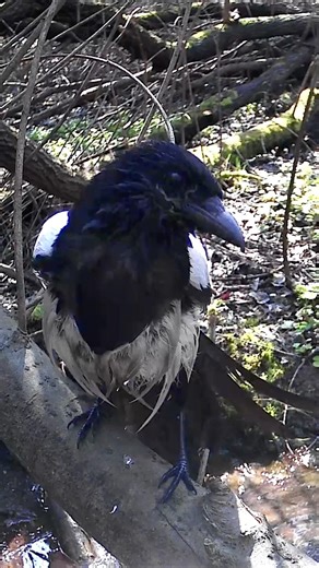 Wet feathers, messy look, “wet crow” moment – magpie edition #magpie #nature #birdwatching #funny