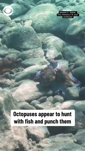 Newly released videos show octopuses hunting alongside fish in the Red Sea — and even punching some to disperse them or keep them in line. The behavior was documented in a new study published in the journal Nature by scientists at Max Planck Institute of Animal Behavior in Germany, who said the punching is a way to assert dominance. | CBS News
