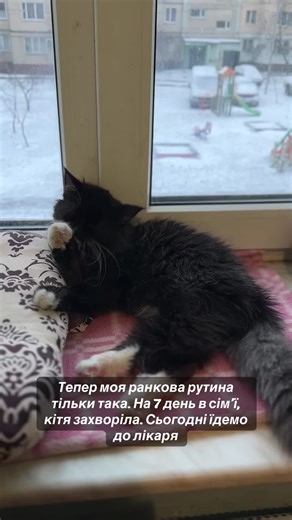 #безпритульнітварини #котики #кіця