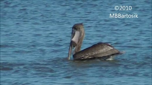 Brown Pelican