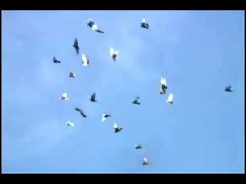 Birmingham Roller Pigeons