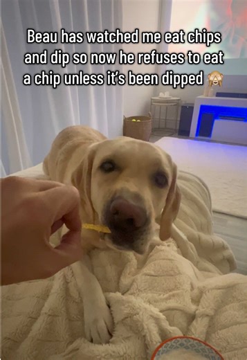 Labrador Refuses to Eat Chips Without Dip