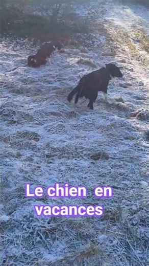 chien Border Collie noir et blanc 2 femelle .vidéos humoristique #drole #humour #funny dog