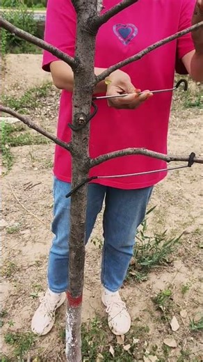 Fruit tree branch pulling first softens the branches and uses a branch puller#Fruittree branch