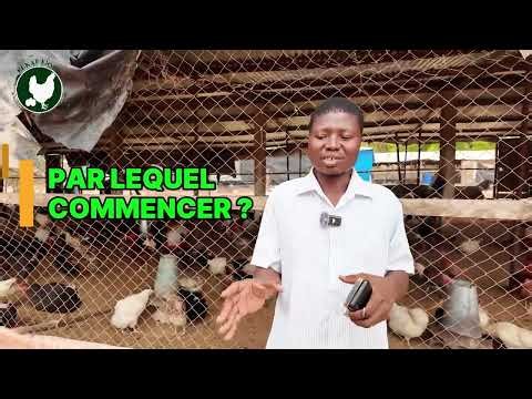 Which breed should you choose to start your poultry farming project?