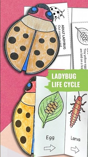 Ladybug Life Cycle Foldable Sequencing Activity for Kids
