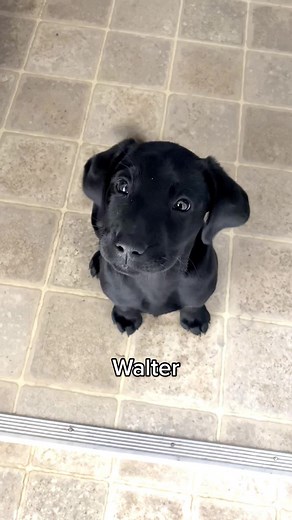 Meet Walter - Adorable Black Labrador Retriever Puppy