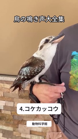 鳥の鳴き声大全集 — 日本の野鳥の鳴き声まとめ