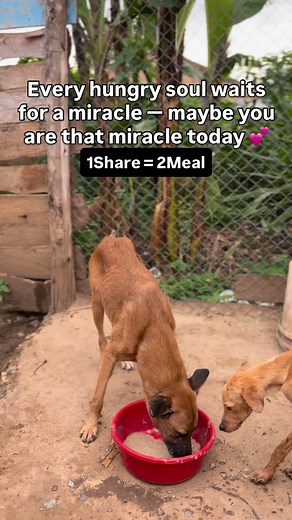 Every hungry soul waits for a miracle — maybe you are that miracle today 💕 DONATE VIA PAYPAL LINK 🔗⬇️ https://www.paypal.com/donate?hosted_button_id=WTE283C5SFGBE OR DONATE VIA GOFUNDME LINK 🔗⬇️ https://www.gofundme.com/f/fy78z-mmmmm | Kawuma Isma