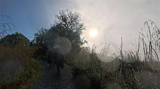 4.8K views · 140 reactions | Stepping into the new month with nature’s finest — a magical walk through the Victoria Falls Rainforest, where every day comes with a refreshing shower from the Smoke That Thunders #NewMonthEnergyy #victoriafallsrainforest #natureshowers | Victoria Falls | Facebook