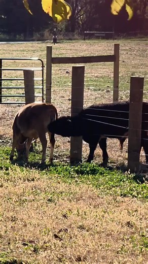 CowTok (@premo_mini_hobby_farm)’s videos with Where The Food At? - G-Mayne Da Wreck