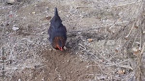 A free-range black hen keeps scratching soil and searching for food Stock Video