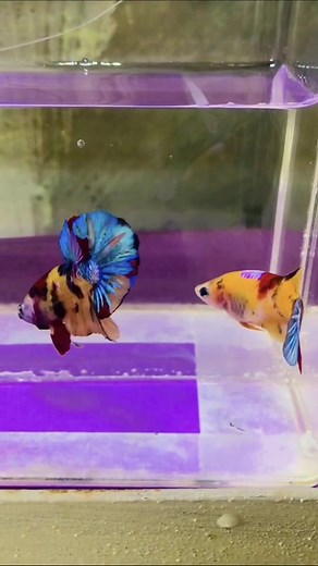 Stunning Betta Fish Display in a Colorful Aquarium
