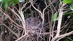Brown trasher (Toxostoma rufum) during nesting. One of the videos in the series filmed during the nesting