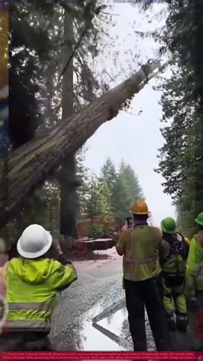 Cutting Down trees a Giant Dead Tree Beside the Road Safely Using Chainsaw and Full Safety Gear