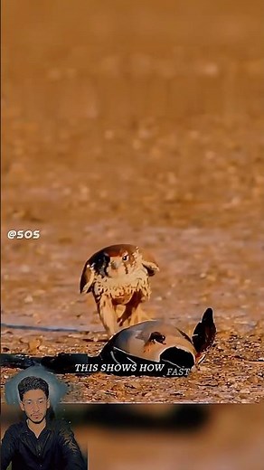 Top 5 Most Powerful Peregrine Falcon Attacks 😱🦅 Unbelievable Speed!