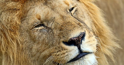 Kenyan official blames lion homosexuality on gay tourists - LGBTQ Nation