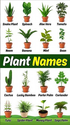 Plants Name in English with Pictures | Different Types of Plants for Kids 🌱