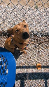 Update #adopted Shasta is ALL ears. Shasta is a SMALLER girl. She is a MIN Pin/ Rat Terrier mix is weighs in at 16 pounds! She is around 5-7 years old and is a prim and proper lady who loves going on walks, cuddling and playing gently with ALL others. Shasta has been through lots of stress in her lifetime, so she is a bit underweight, but nothing some groceries and love won't help her with. At her heaviest, she shouldn't be over 23 -25 pounds. Come save this smart, motivated and loving lady who 