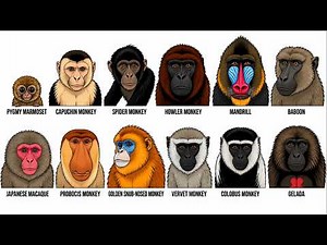 Every Monkey Explained: From the Smallest Primate to the One That Invented Language
