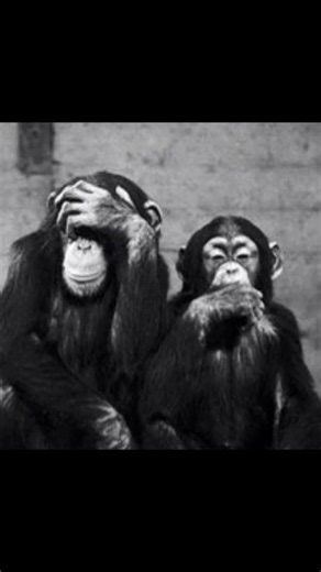 The Three Wise Monkeys Meaning — Hear No Evil, See No Evil, Speak No Evil
