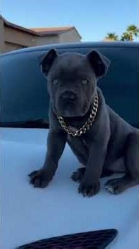 🔴 How a CANE CORSO grows up (From Dad to Italian Tank) 🛡️🇮🇹