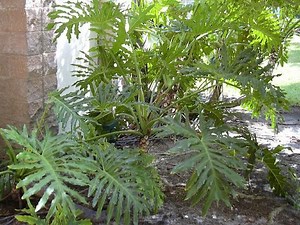 Philodendron - Alchetron, The Free Social Encyclopedia
