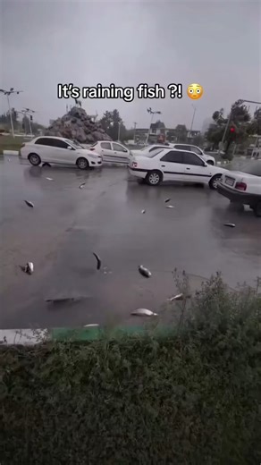 It Rained Fish in This City! 🐟🌧️