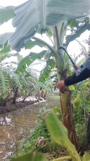 Banana Leaf Pruning