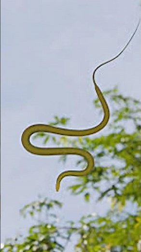 This Is How Flying Snakes Actually Work #wildlife #animals