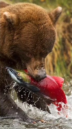A bear skillfully catches fish.#shorts #short #shortsfeed #Bear #BearEatingFish #Wildlife #Nature