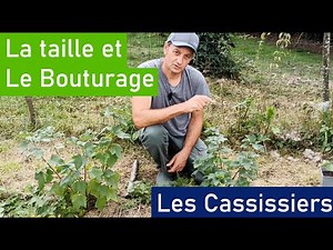 Cassissier: L'importance de la taille et le bouturage