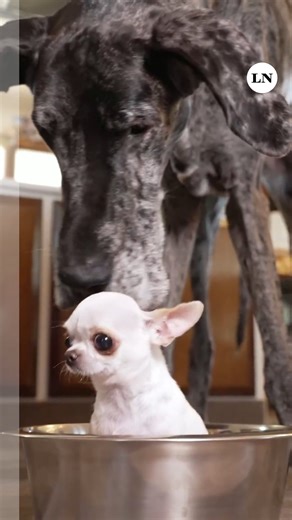 El perro más grande y el más pequeño, según los récords Guinness, se conocen por primera vez. Pearl es la perra viva más pequeña del mundo con 9,14 centímetros de altura y Reggie, el más alto, es un gran danés de 1,007 metros. Aunque la diferencia de altura es mucha, los dos perritos se divirtieron en su encuentro. | LA NACION