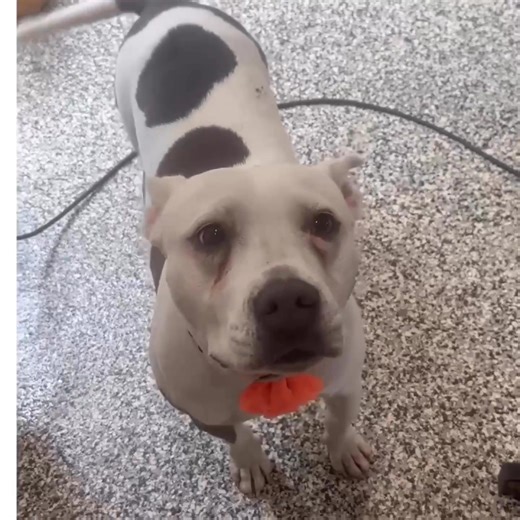 ⭐️ UPDATE: ADOPTED! Still no apps yet for this perfect Pitty girl! Trust us when we say, she is once in a lifetime kind of dog…someone will be VERY lucky to adopt this special girl! All dogs are special…but every now and then there’s a dog that comes along that possesses an extra special quality you just can’t explain. This is very much the case with FIONA. ❤️ Meet FIONA! FIONA is a gorgeous pitty girl, about 3 years old and weighs about 50 lbs. FIONA was found stray and abandoned, just hoping s