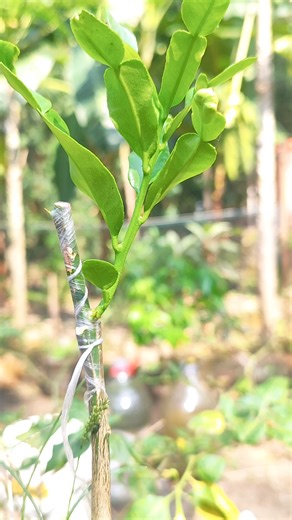 3.3K views · 49 reactions | Citrus grafting techniques | GardeningFruit | Facebook