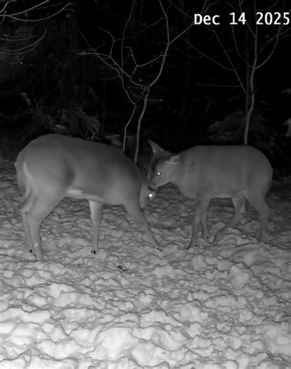 Deer cleaning each other #wildlife #nature #deer #whitetail #backyardcam #animals