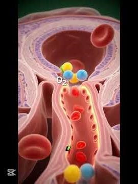 How A Baby Survives Inside The Womb #humanbody #science