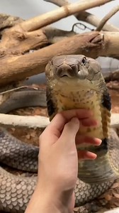 Petting a pet King Cobra