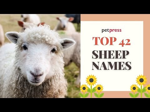 Sheep Names 🐑 - 42 Most Famous and Cute Names For Sheep | PetPress