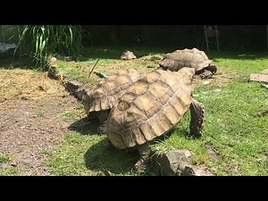 2 Brothers Wanking Together On A Wall Teenager Sulcata Tortoises Masturbating learning Breeding