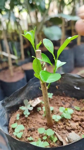 834K views · 8.7K reactions | Lemon tree grafting & feeding seedlings EP83 #satisfying #graftingfruittrees | GardeningFruit | Facebook