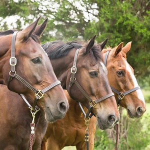209 reactions · 37 shares | After this class, you’ll be able to capture great images of animals AND learn how to to incorporate them into your family photography. | CreativeLive | Facebook