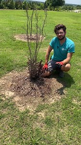 Watch as Andy Fusco, Curator of the Lakeside Promenade, demonstrates how to know what to prune off of your crepe myrtles if they survived the freeze! | Tulsa Botanic Garden