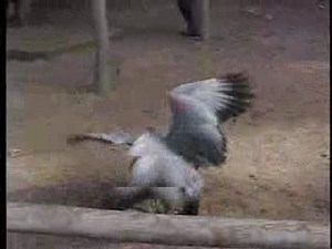 Goose Fight, Kangaroo Island, Australia