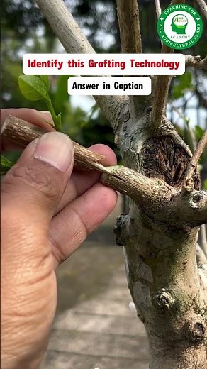 Wedge (Cleft) Grafting 🌱