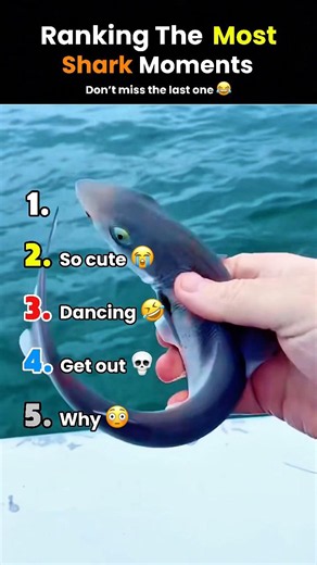Ranking The Most shark Moments 🦈😅 | #shorts #youtubeshorts #funny