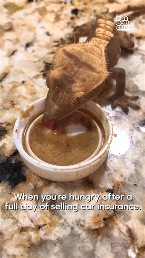 39K views · 360 reactions | Did you know geckos actually have teeth? You wouldn't know it from this guy! 年 #nationalreptileawarenessday | The Pet Collective | Facebook
